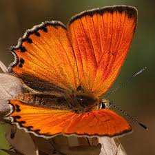 Attēlu rezultāti vaicājumam “Lycaena virgaureae”