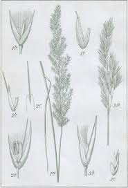 Attēlu rezultāti vaicājumam “Calamagrostis canescens”