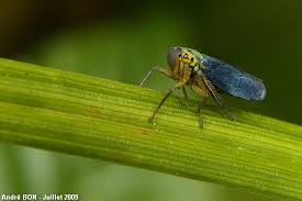 Attēlu rezultāti vaicājumam “Cicadella viridis female”