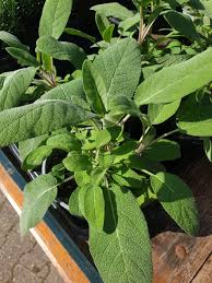 Image result for Salvie