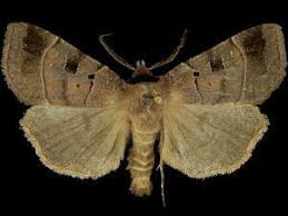 Attēlu rezultāti vaicājumam “Badhamiopsis praetermissa”