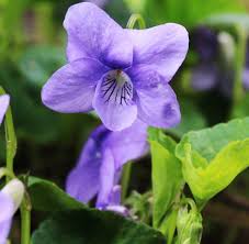 Attēlu rezultāti vaicājumam “Viola sororia flower”