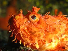 Image result for Scorpaena scrofa