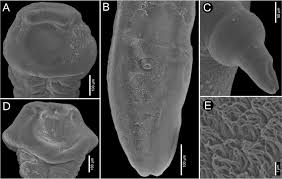 Image result for Carpiodes velifer