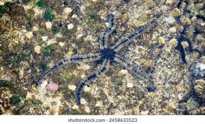 Attēlu rezultāti vaicājumam “Comatricha fragilis”