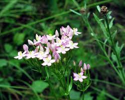 Attēlu rezultāti vaicājumam “Centaurium littorale leaf”