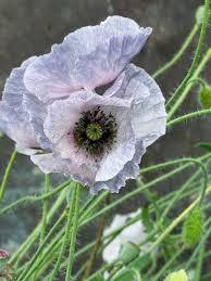 Image result for Papaver rhoeas