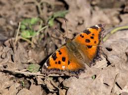 Attēlu rezultāti vaicājumam “Nymphalis xanthomelas larva”