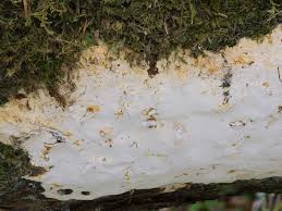 Attēlu rezultāti vaicājumam “Perenniporia subacida”