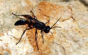 Attēlu rezultāti vaicājumam “Ammophila sp.”