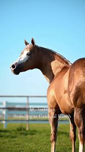 Image result for horse girl gun