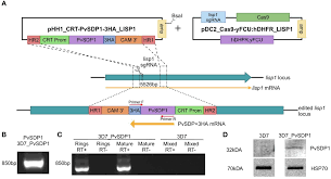 Attēlu rezultāti vaicājumam “Enteridium variabile plasmodium”