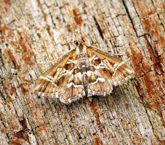 Attēlu rezultāti vaicājumam “Diasemia reticularis”