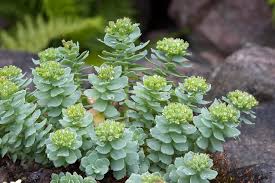 Attēlu rezultāti vaicājumam “Rhodiola rosea flower”