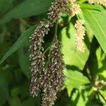 Attēlu rezultāti vaicājumam “Persicaria lapathifolia fruit”