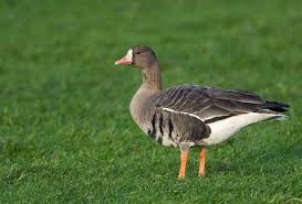 Attēlu rezultāti vaicājumam “Anser albifrons”