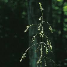 Attēlu rezultāti vaicājumam “Poa remota leaf”