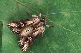 Attēlu rezultāti vaicājumam “Actinotia polyodon”