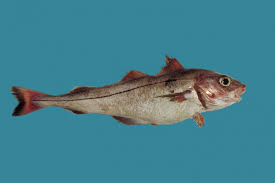 Image result for Melanogrammus aeglefinus