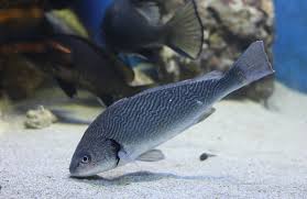 Image result for Umbrina cirrosa