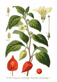 Attēlu rezultāti vaicājumam “Physalis alkekengi”