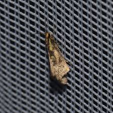 Attēlu rezultāti vaicājumam “Denisia similella”