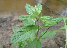Attēlu rezultāti vaicājumam “Epilobium roseum flower”