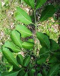 Attēlu rezultāti vaicājumam “Euonymus europaeus leaf”