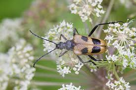 Attēlu rezultāti vaicājumam “Pachyta quadrimaculata”