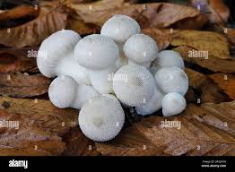 Attēlu rezultāti vaicājumam “Reticularia lycoperdon young”