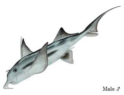 Image result for Callorhinchus capensis