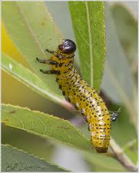 Attēlu rezultāti vaicājumam “Tenthredinidae”