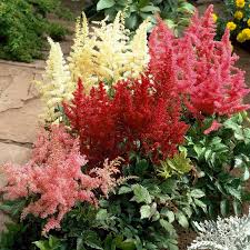 Image result for Astilbe