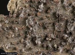 Attēlu rezultāti vaicājumam “Didymium proximum macro”