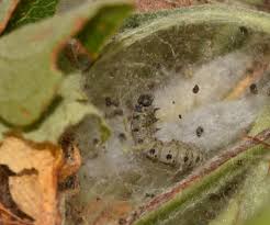 Attēlu rezultāti vaicājumam “Yponomeuta malinellus / cagnagella larva”