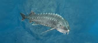 Image result for Acipenser medirostris