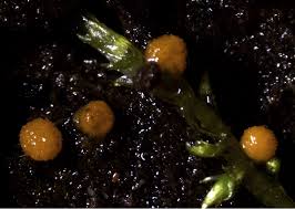 Attēlu rezultāti vaicājumam “Bactridium flavum”