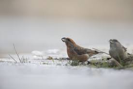 Attēlu rezultāti vaicājumam “Loxia pytyopsittacus male”
