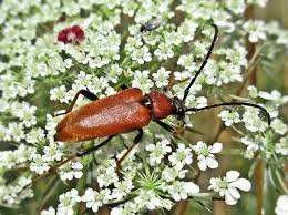 Attēlu rezultāti vaicājumam “Leptura rubra”