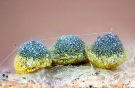 Attēlu rezultāti vaicājumam “Physarum braunianum plasmodium”