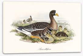 Attēlu rezultāti vaicājumam “Anser albifrons”