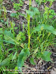 Attēlu rezultāti vaicājumam “Rumex crispus leaf”