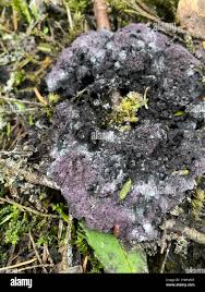 Attēlu rezultāti vaicājumam “Nectriopsis violacea”