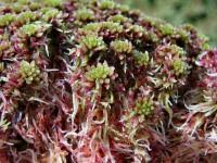 Attēlu rezultāti vaicājumam “Sphagnum angustifolium sporophyte”