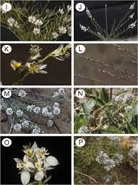 Attēlu rezultāti vaicājumam “Polygalaceae”