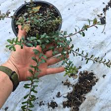 Attēlu rezultāti vaicājumam “Arctostaphylos uva-ursi leaf”