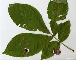 Attēlu rezultāti vaicājumam “Carya ovata leaf”