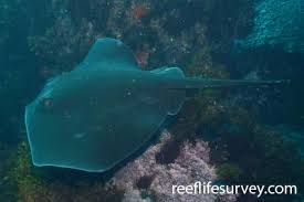 Image result for Dasyatis chrysonota