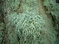 Attēlu rezultāti vaicājumam “Ramalina farinacea”