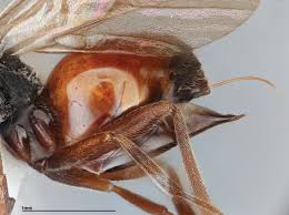 Attēlu rezultāti vaicājumam “Diplolepis bicolor”